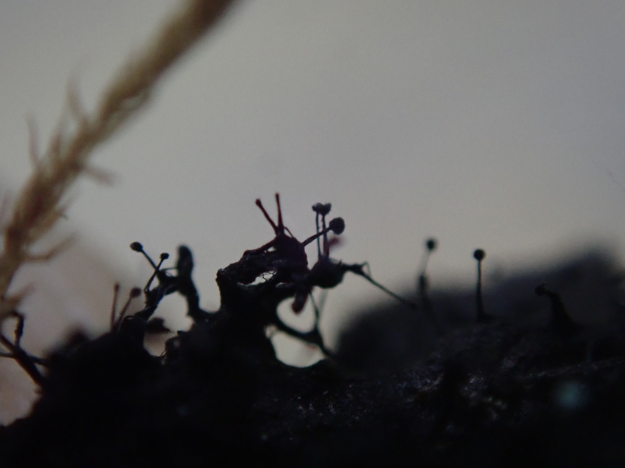 Эффекты от микробного загрязнения дизтоплива